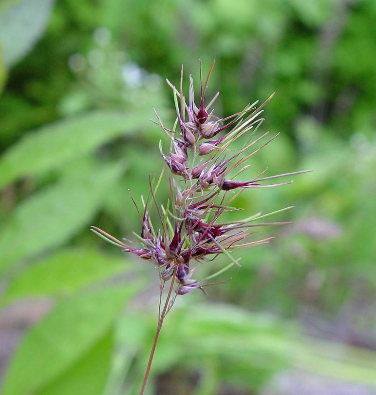 Gumós perje - Poa bulbosa, Poa bulbosa, etnobotanika